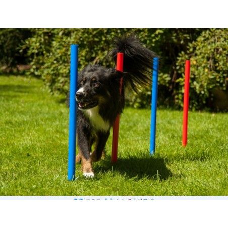 REX GIOCO AGILITY SLASLOM 12 PALETTI